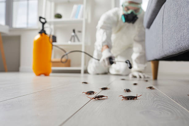 Post-Treatment Bed Bug Interceptor Monitoring in Trenton